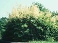 Spiraea aruncus Image 1
