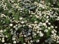 Spiraea betulifolia Image 1