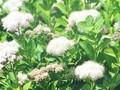 Spiraea betulifolia var aemiliana Image 1