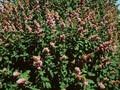 Spiraea billardii Image 1