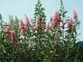 Spiraea billardii Triumphans Image 1