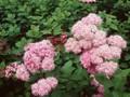 Spiraea calcicola Image 1