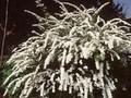 Spiraea cinerea Grefsheim Image 1