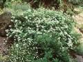 Spiraea decumbens Image 1