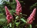 Spiraea douglasii Image 1