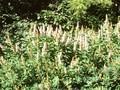 Spiraea douglasii subsp menziesii Image 1