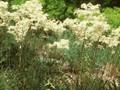Spiraea filipendula Image 1
