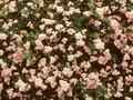 Spiraea japonica Alpina Image 1