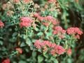 Spiraea japonica Bullata Image 1