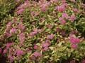 Spiraea japonica Golden Princess Image 1
