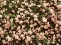 Spiraea japonica Nyewoods Image 1