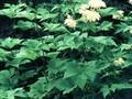 Spiraea kamtschatica Image 1