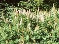 Spiraea menziesii Image 1