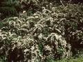 Spiraea nipponica Image 1