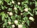 Spiraea opulifolia Image 1