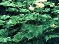 Spiraea palmata Image 1