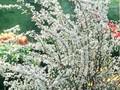 Spiraea prunifolia Image 1
