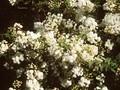 Spiraea prunifolia Plena Image 1
