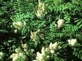 Spiraea sorbifolia Image 1