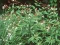 Spiraea trifoliata Image 1