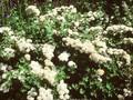 Spiraea trilobata Image 1