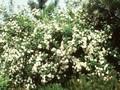 Spiraea vanhouttei Image 1