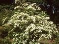 Spiraea veitchii Image 1