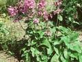 Stachys byzantina Superba Image 1