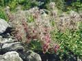 Stachys lavandulifolia Image 1