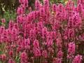 Stachys officinalis Image 1