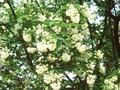 Staphylea colchica Image 1