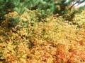 Stephanandra incisa Crispa Image 1
