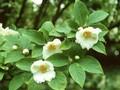 Stewartia pseudocamellia Image 1