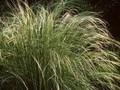 Stipa barbata Image 1