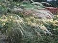 Stipa grafiana Image 1