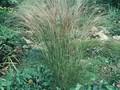 Stipa joannis Image 1