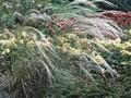 Stipa pulcherrima Image 1