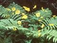 Struthiopteris orientalis Image 1