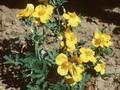 Stylophorum diphyllum Image 1