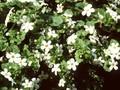 Sutera cordata Snowflake Image 1