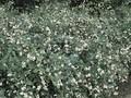 Symphoricarpos albus White Hedge Image 1