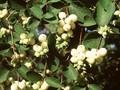 Symphoricarpos albus var. laevigatus Image 1