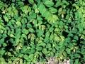 Symphoricarpos chenaultii Image 1