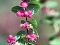Symphoricarpos doorenbosii Magic Berry Image 1