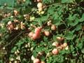 Symphoricarpos doorenbosii Mother of Pearl Image 1