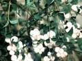 Symphoricarpos doorenbosii Taiga Image 1