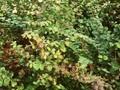 Symphoricarpos orbiculatus Image 1