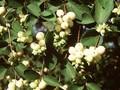 Symphoricarpos rivularis Image 1