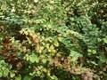 Symphoricarpos vulgaris Image 1