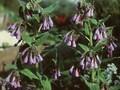 Symphytum caucasicum Image 1